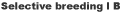 SB1B