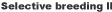 SB2