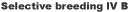 SB4A